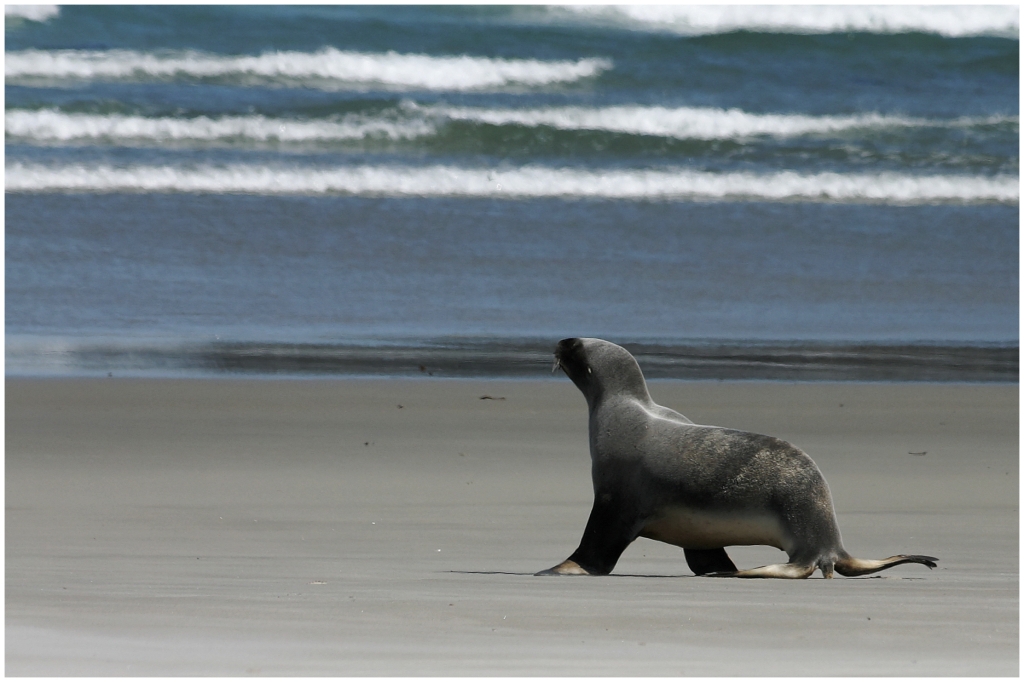 04 - Presqu'ile d'Otago (20).jpg